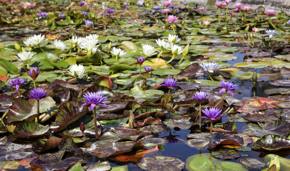 Jardin des Nénuphars Latour Marliac