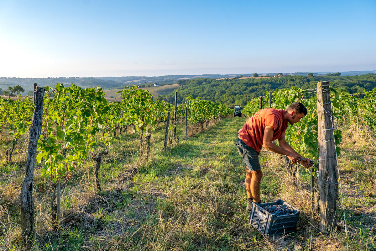 Le Vignoble du Marmandais