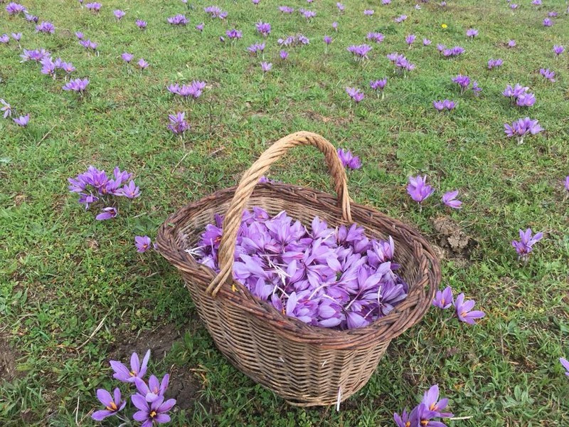 Récolte des fleurs de safran