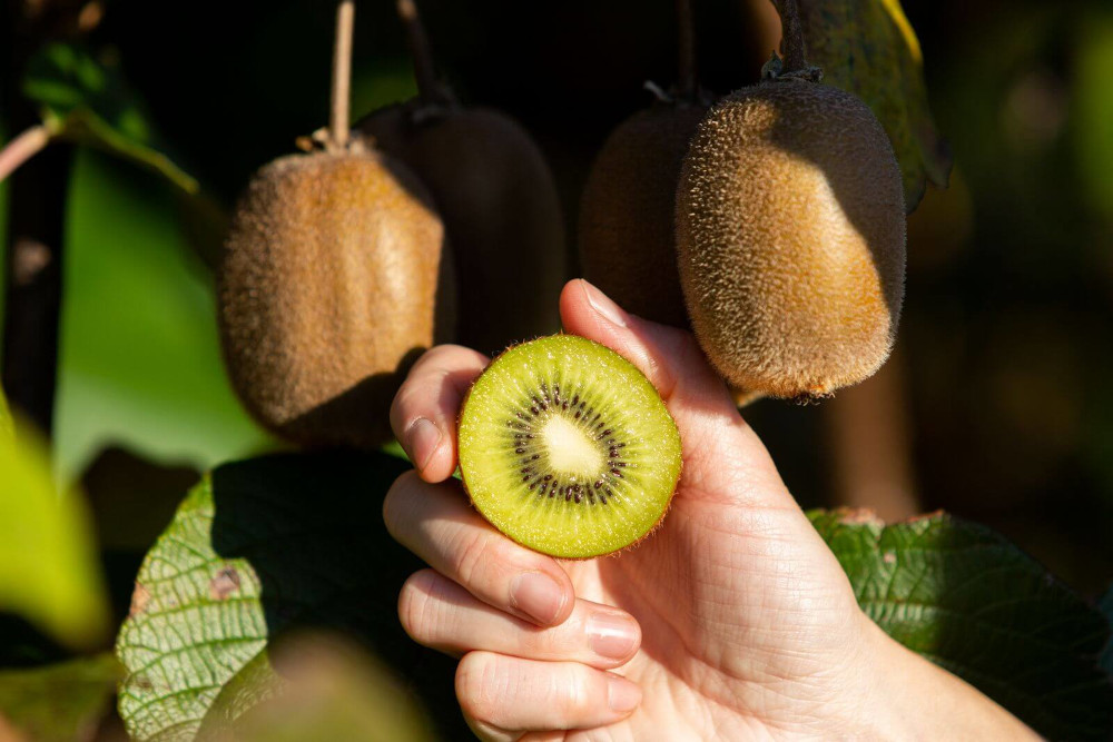 Kiwis du Lot-et-Garonne