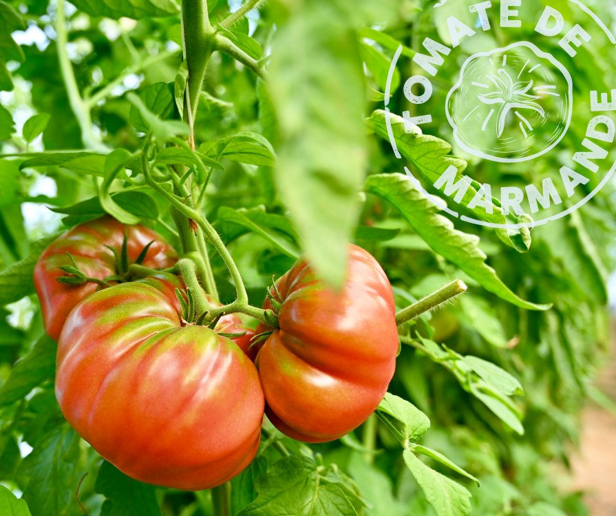 Tomate de Marmande